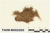 藏品(狗尾苔屬)的圖片